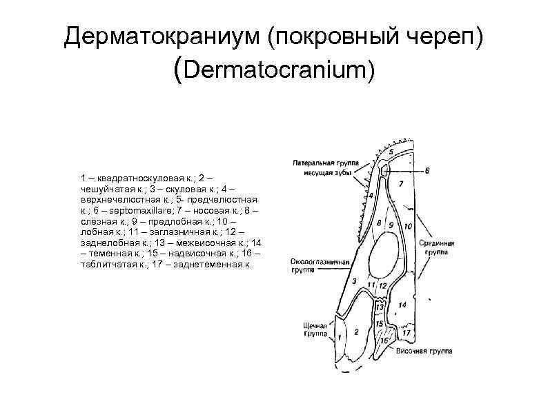 Дерматокраниум (покровный череп) (Dermatocranium) 1 – квадратноскуловая к. ; 2 – чешуйчатая к. ;