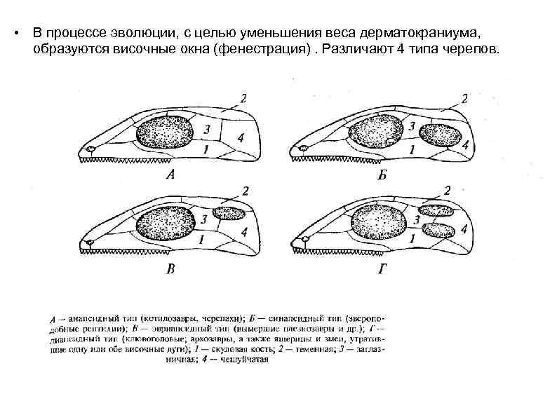  • В процессе эволюции, с целью уменьшения веса дерматокраниума, образуются височные окна (фенестрация).