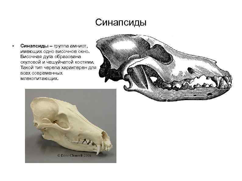 Кости отдела черепа млекопитающих. Синапсиды и диапсиды. Синапсиды череп млекопитающего. Височная дуга в черепе млекопитающих.