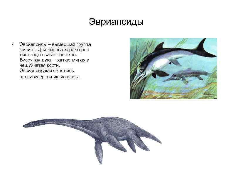 Эвриапсиды • Эвриапсиды – вымершая группа амниот. Для черепа характерно лишь одно височное окно.