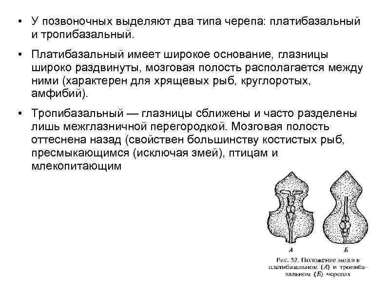  • У позвоночных выделяют два типа черепа: платибазальный и тропибазальный. • Платибазальный имеет