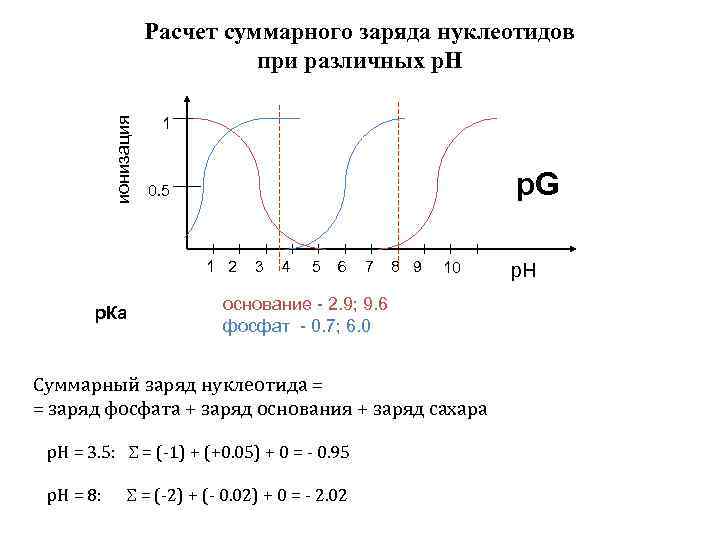 ионизация Расчет суммарного заряда нуклеотидов при различных р. Н 1 p. G 0. 5