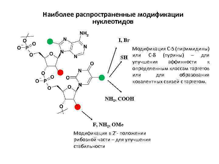 Наиболее распространенные модификации нуклеотидов I, Br Модификация C-5 (пиримидины) SH или С-8 (пурины) –