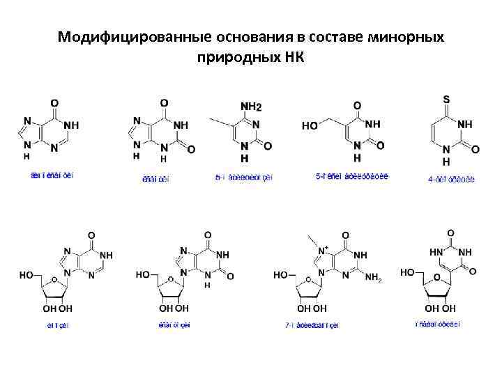 Модифицированные основания в составе минорных природных НК 