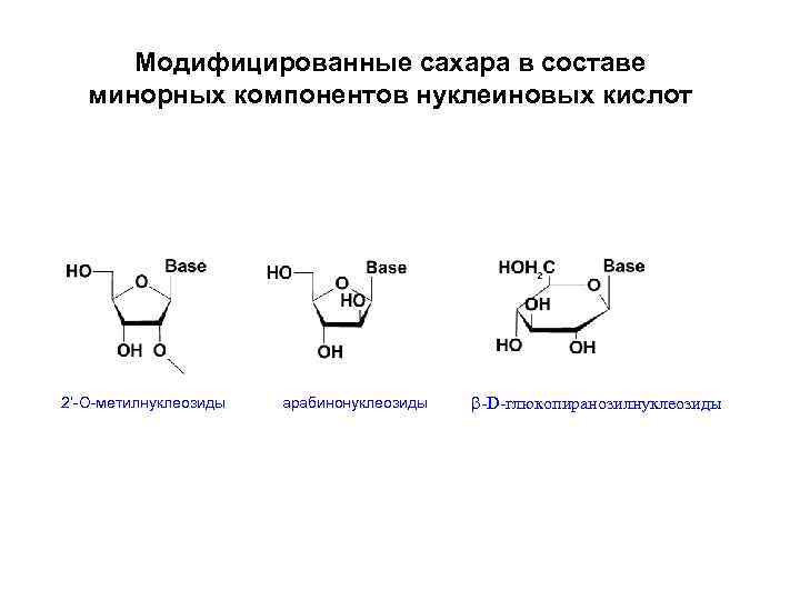 Модифицированные сахара в составе минорных компонентов нуклеиновых кислот 2’-О-метилнуклеозиды арабинонуклеозиды b-D-глюкопиранозилнуклеозиды 