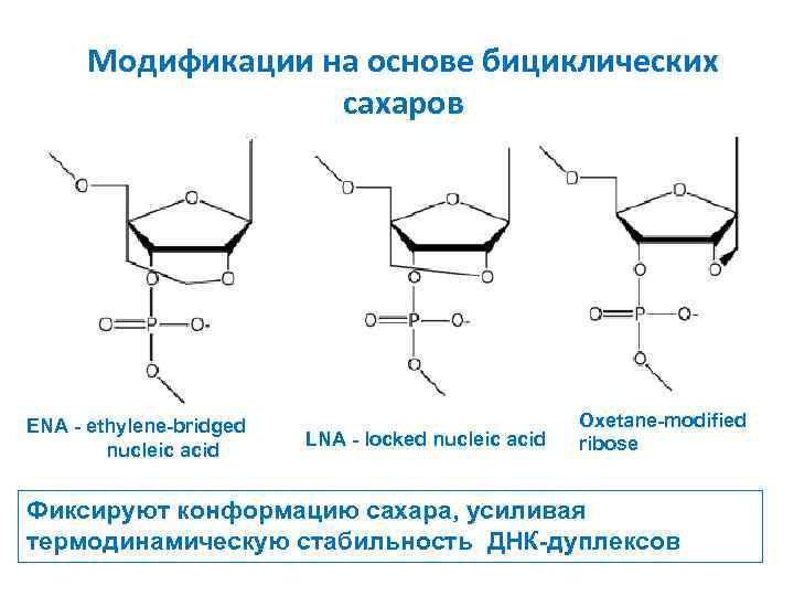 Модификации на основе бициклических сахаров ENA - ethylene-bridged nucleic acid LNA - locked nucleic