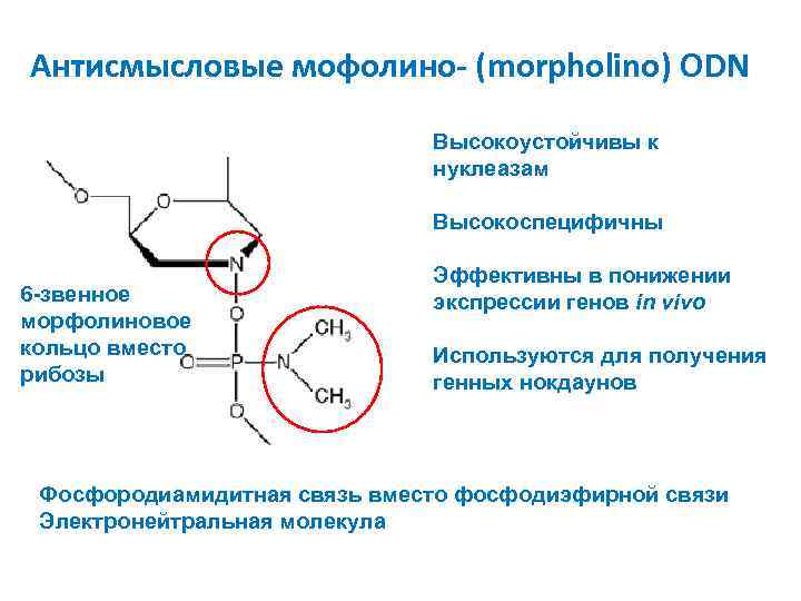 Антисмысловые мофолино- (morpholino) ODN Высокоустойчивы к нуклеазам Высокоспецифичны 6 -звенное морфолиновое кольцо вместо рибозы