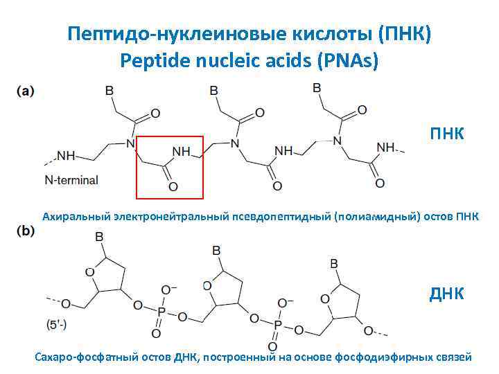 Пептидо-нуклеиновые кислоты (ПНК) Peptide nucleic acids (PNAs) ПНК Ахиральный электронейтральный псевдопептидный (полиамидный) остов ПНК