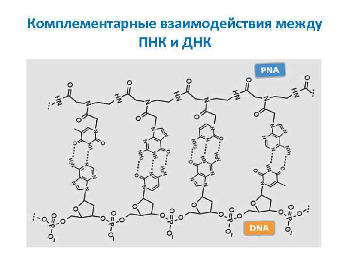 Комплементарные взаимодействия между ПНК и ДНК 