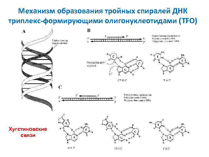 Механизм образования тройных спиралей ДНК триплекс-формирующими олигонуклеотидами (TFO) Хугстиновские связи 