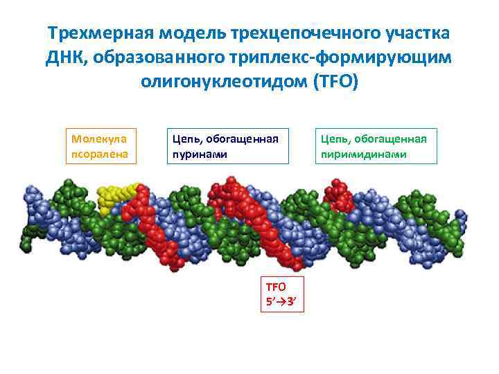 Трехмерная модель трехцепочечного участка ДНК, образованного триплекс-формирующим олигонуклеотидом (TFO) Молекула псоралена Цепь, обогащенная пуринами