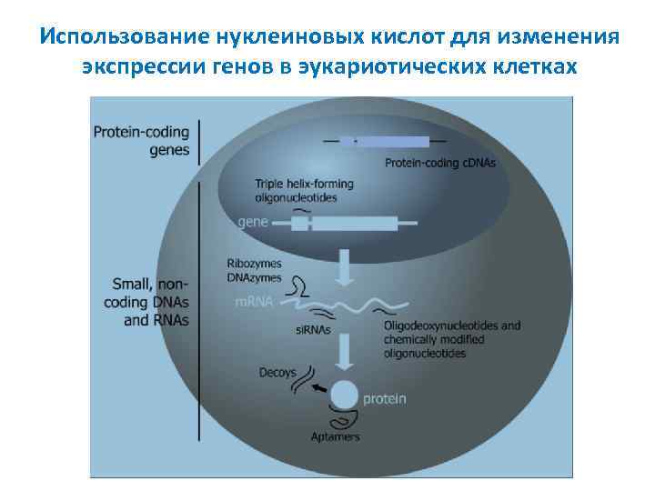 Использование нуклеиновых кислот для изменения экспрессии генов в эукариотических клетках 