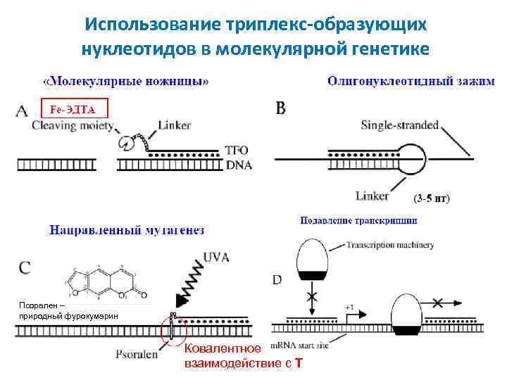 Использование триплекс-образующих нуклеотидов в молекулярной генетике Псорален – природный фурокумарин Ковалентное взаимодействие c T