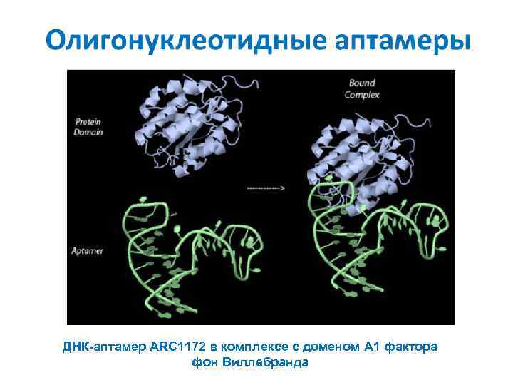 ДНК-аптамер ARC 1172 в комплексе с доменом A 1 фактора фон Виллебранда 