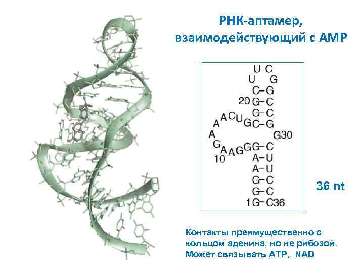 РНК-аптамер, взаимодействующий с AMP 36 nt Контакты преимущественно с кольцом аденина, но не рибозой.