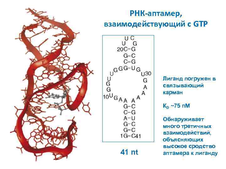 РНК-аптамер, взаимодействующий с GTP Лиганд погружен в связывающий карман КD ~75 n. M 41