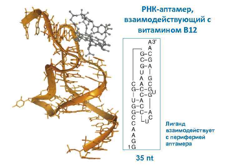 РНК-аптамер, взаимодействующий с витамином B 12 Лиганд взаимодействует с периферией аптамера 35 nt 