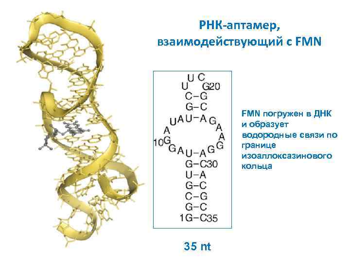 РНК-аптамер, взаимодействующий с FMN погружен в ДНК и образует водородные связи по границе изоаллоксазинового