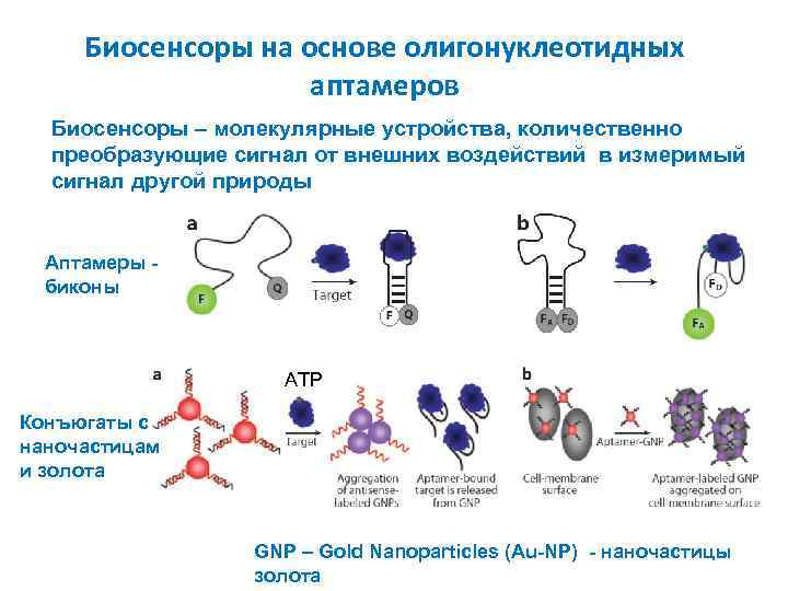 Биосенсоры на основе олигонуклеотидных аптамеров Биосенсоры – молекулярные устройства, количественно преобразующие сигнал от внешних