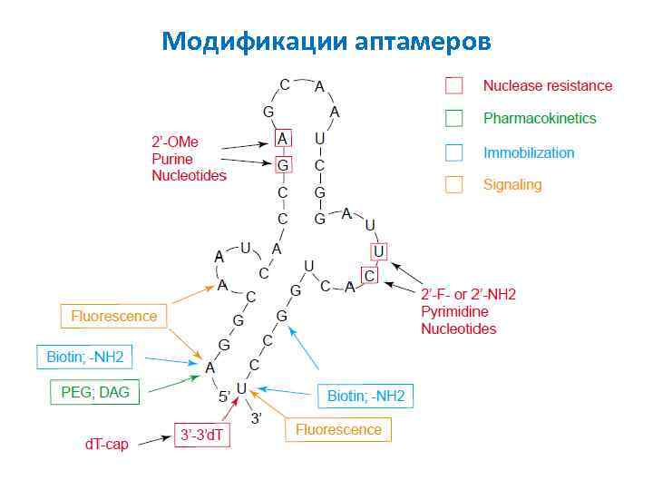 Модификации аптамеров 