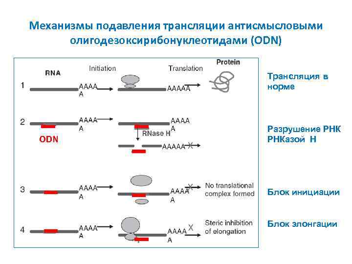 Механизмы подавления трансляции антисмысловыми олигодезоксирибонуклеотидами (ODN) Трансляция в норме ODN Разрушение РНКазой H Блок