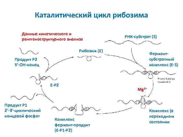 Каталитический цикл рибозима Данные кинетического и рентгеноструктурного анализа РНК-субстрат (S) Рибозим (E) Ферментсубстратный комплекс