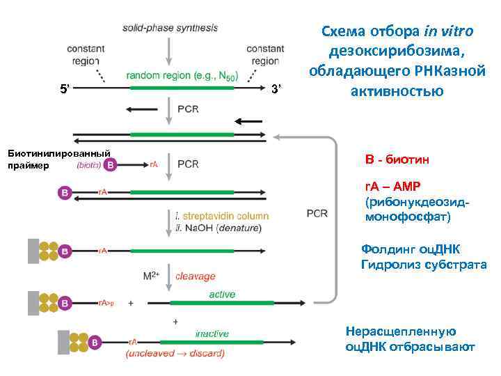 5’ Биотинилированный праймер 3’ Схема отбора in vitro дезоксирибозима, обладающего РНКазной активностью B -