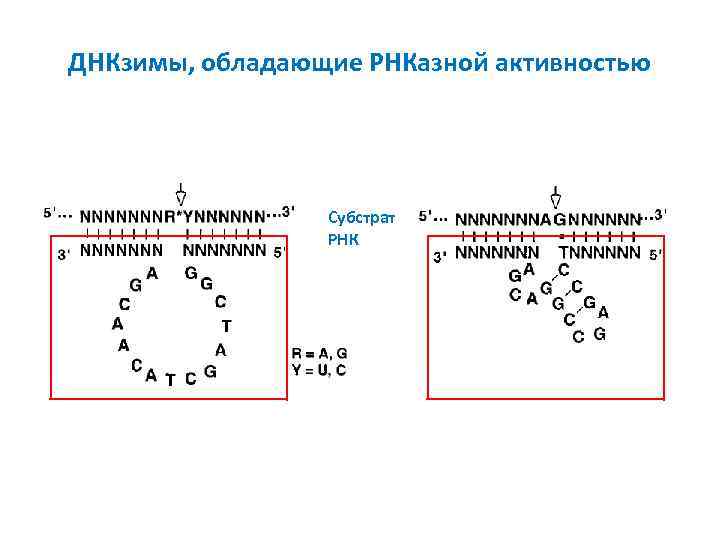 ДНКзимы, обладающие РНКазной активностью Субстрат РНК 