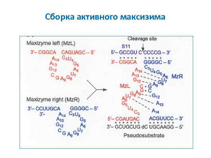 Сборка активного максизима 