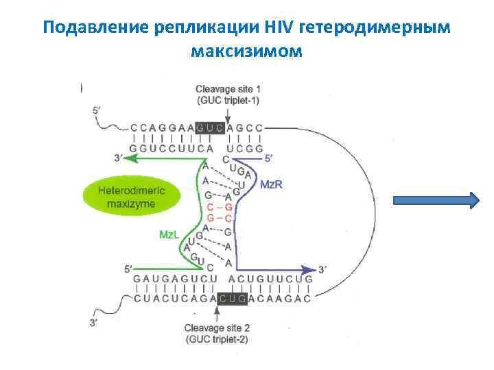 Подавление репликации HIV гетеродимерным максизимом 