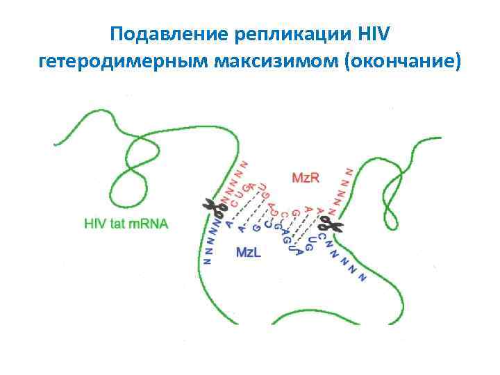 Подавление репликации HIV гетеродимерным максизимом (окончание) 