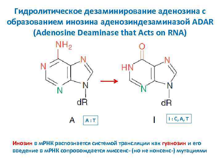 Гидролитическое дезаминирование аденозина с образованием инозина аденозиндезаминазой ADAR (Adenosine Deaminase that Acts on RNA)