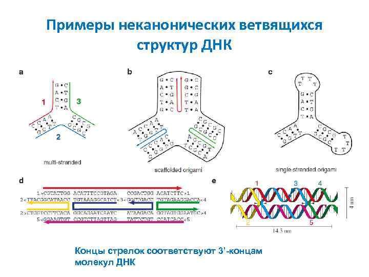 Примеры неканонических ветвящихся структур ДНК Концы стрелок соответствуют 3’-концам молекул ДНК 