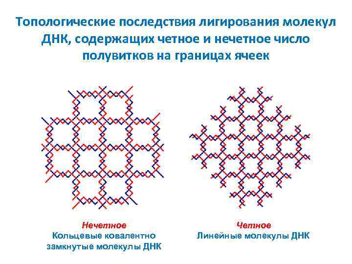 Топологические последствия лигирования молекул ДНК, содержащих четное и нечетное число полувитков на границах ячеек