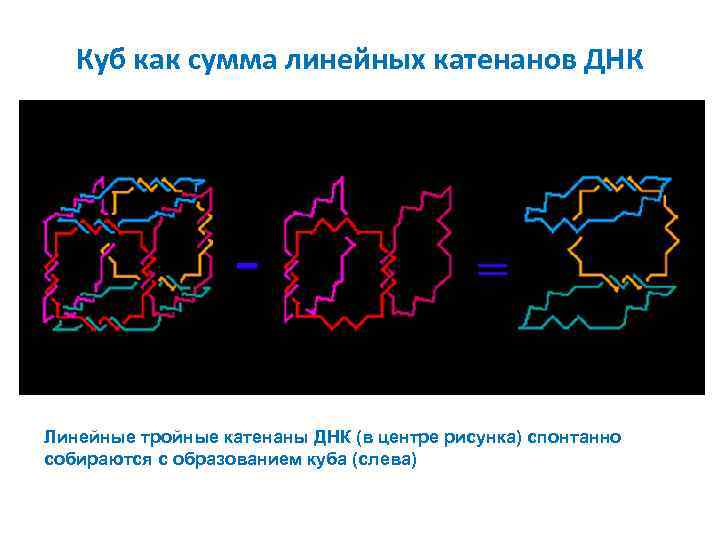 Куб как сумма линейных катенанов ДНК Линейные тройные катенаны ДНК (в центре рисунка) спонтанно