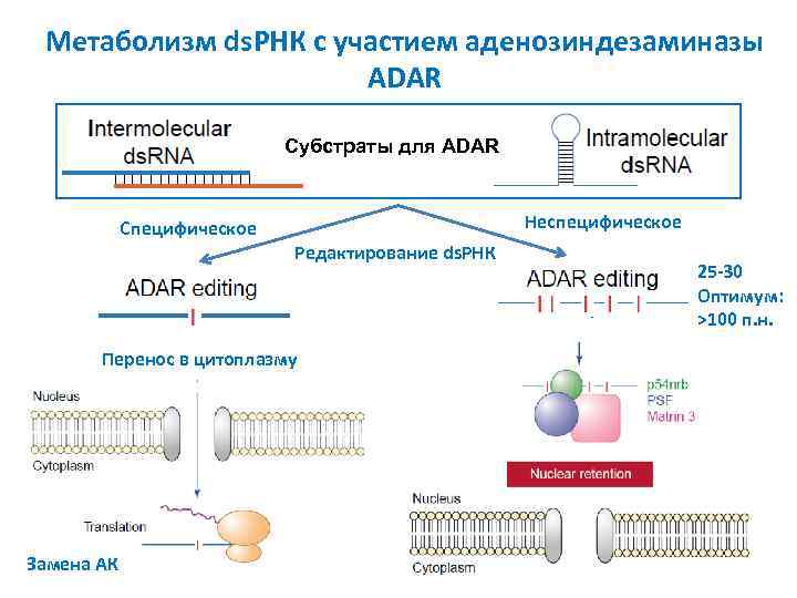 Редактирование рнк. Недостаточность аденозиндезаминазы. Фермент аденозиндезаминаза. Недостаток аденозиндезаминазы.