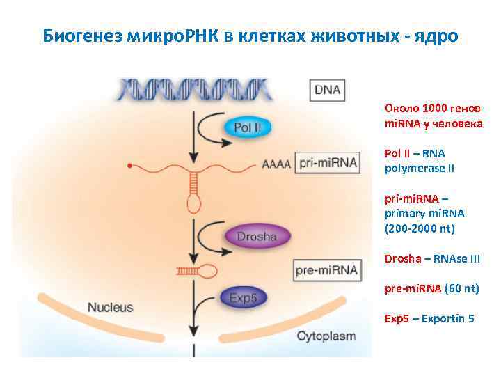 Биогенез микро. РНК в клетках животных - ядро Около 1000 генов mi. RNA у