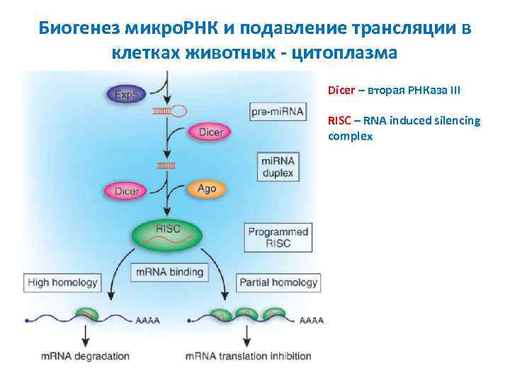 Биогенез микро. РНК и подавление трансляции в клетках животных - цитоплазма Dicer – вторая