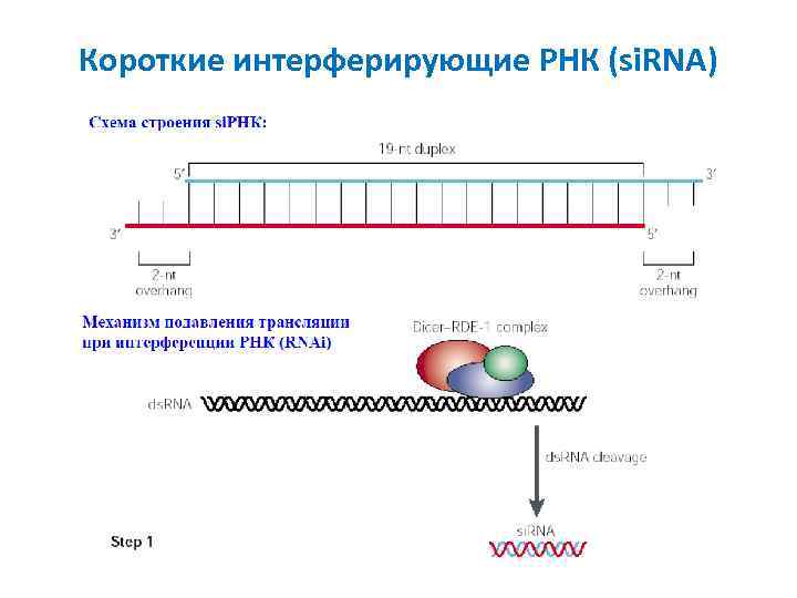 Малые рнк. Короткие интерферирующие РНК. Малые интерферирующие РНК схема. Малая интерферирующая РНК функция. Строение малых интерферирующих РНК (Sirna).