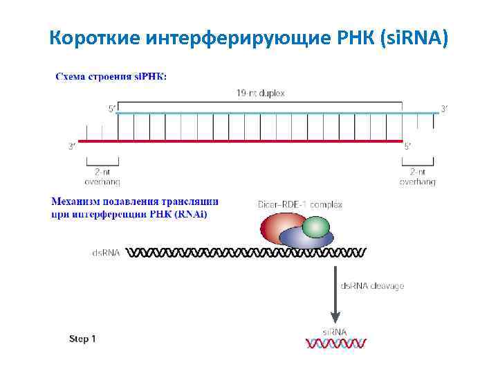 Короткие интерферирующие РНК (si. RNA) 