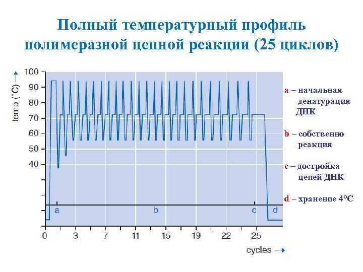 Полная температура. Температурный ПЦР. Температурный профиль ПЦР. Схема температурного цикла в полимеразной цепной реакции.. ПЦР температурные режимы.