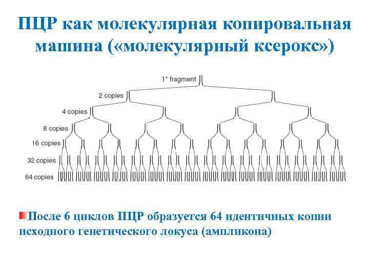 ПЦР как молекулярная копировальная машина ( «молекулярный ксерокс» ) После 6 циклов ПЦР образуется