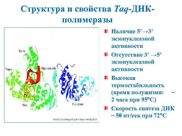 Структура и свойства Taq-ДНКполимеразы Наличие 5’→ 3’ экзонуклеазной активности Отсутствие 3’ → 5’ экзонуклеазной