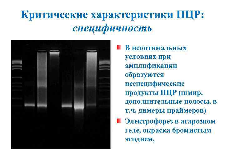 Критические характеристики ПЦР: специфичность В неоптимальных условиях при амплификации образуются неспецифические продукты ПЦР (шмир,