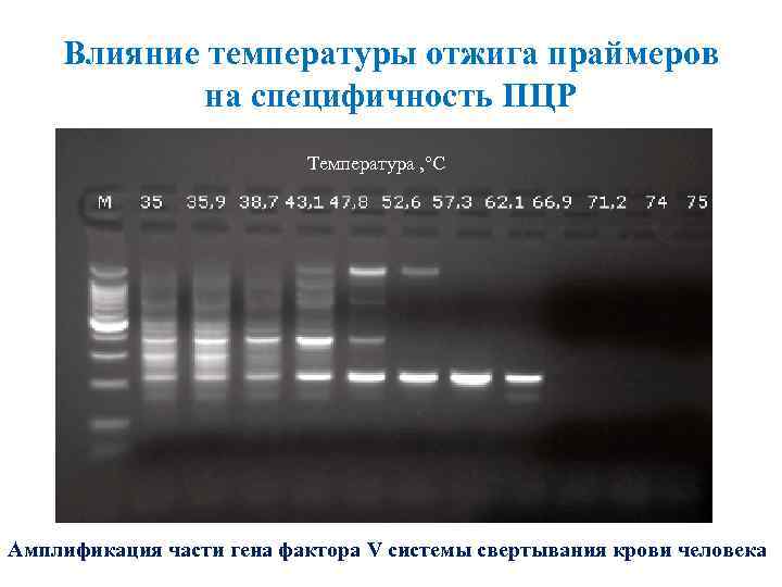 Влияние температуры отжига праймеров на специфичность ПЦР Температура , °С Амплификация части гена фактора