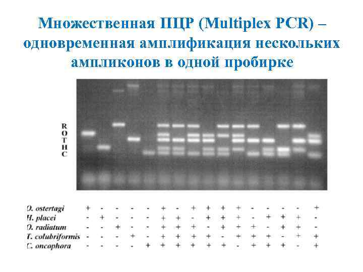 Пцр ошибка. PCR — полимеразная цепная реакция. Мультиплексная ПЦР. Мультипраймерная ПЦР. Положительный контроль ПЦР.