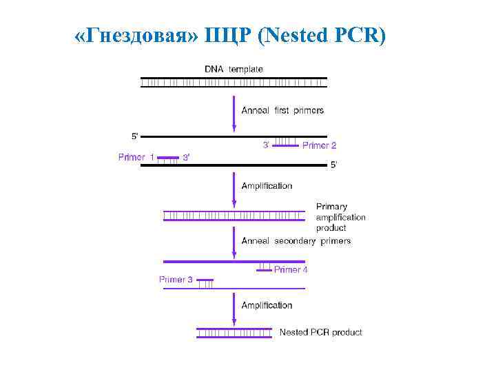 Полимеразная цепная реакция результат. Вложенная полимеразная цепная реакция. PCR — полимеразная цепная реакция. Гнездовая ПЦР. «Nested» ПЦР.