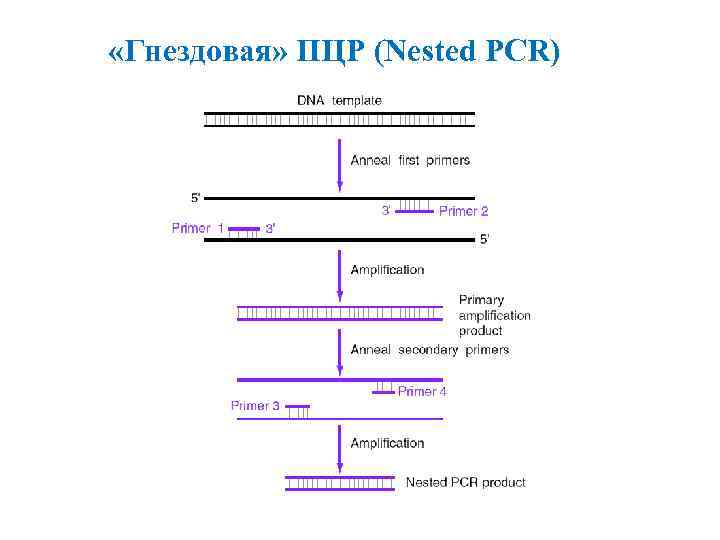 Пцр на коклюш. Гнездовая или вложенная ПЦР nested PCR. Гнездовая ПЦР схема. Вложенная ПЦР схема. Вложенная ПЦР nested PCR.