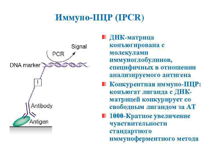 Иммуно-ПЦР (IPCR) ДНК-матрица конъюгирована с молекулами иммуноглобулинов, специфичных в отношении анализируемого антигена Конкурентная иммуно-ПЦР: