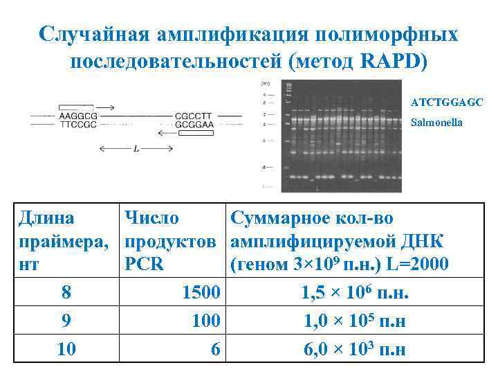 Случайная амплификация полиморфных последовательностей (метод RAPD) ATCTGGAGC Salmonella Длина Число Суммарное кол-во праймера, продуктов